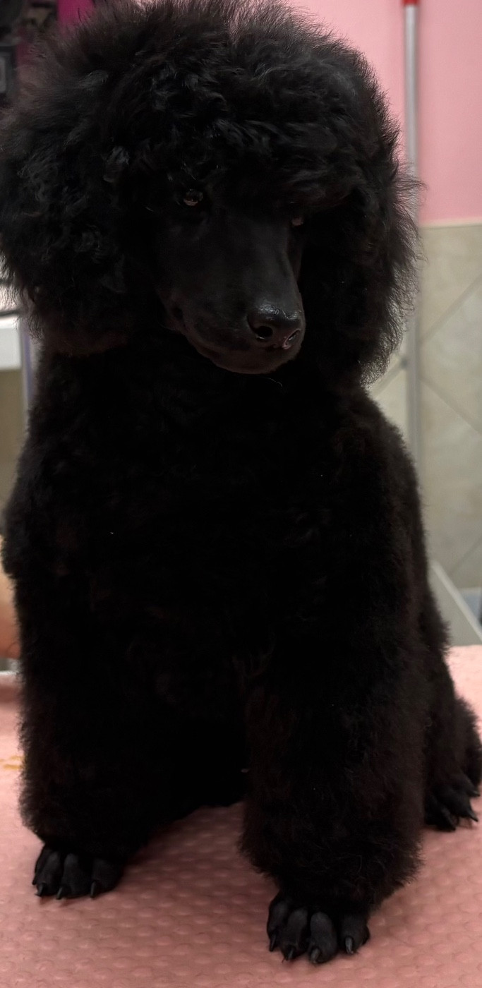 Generation top - Chiots disponibles - Caniche