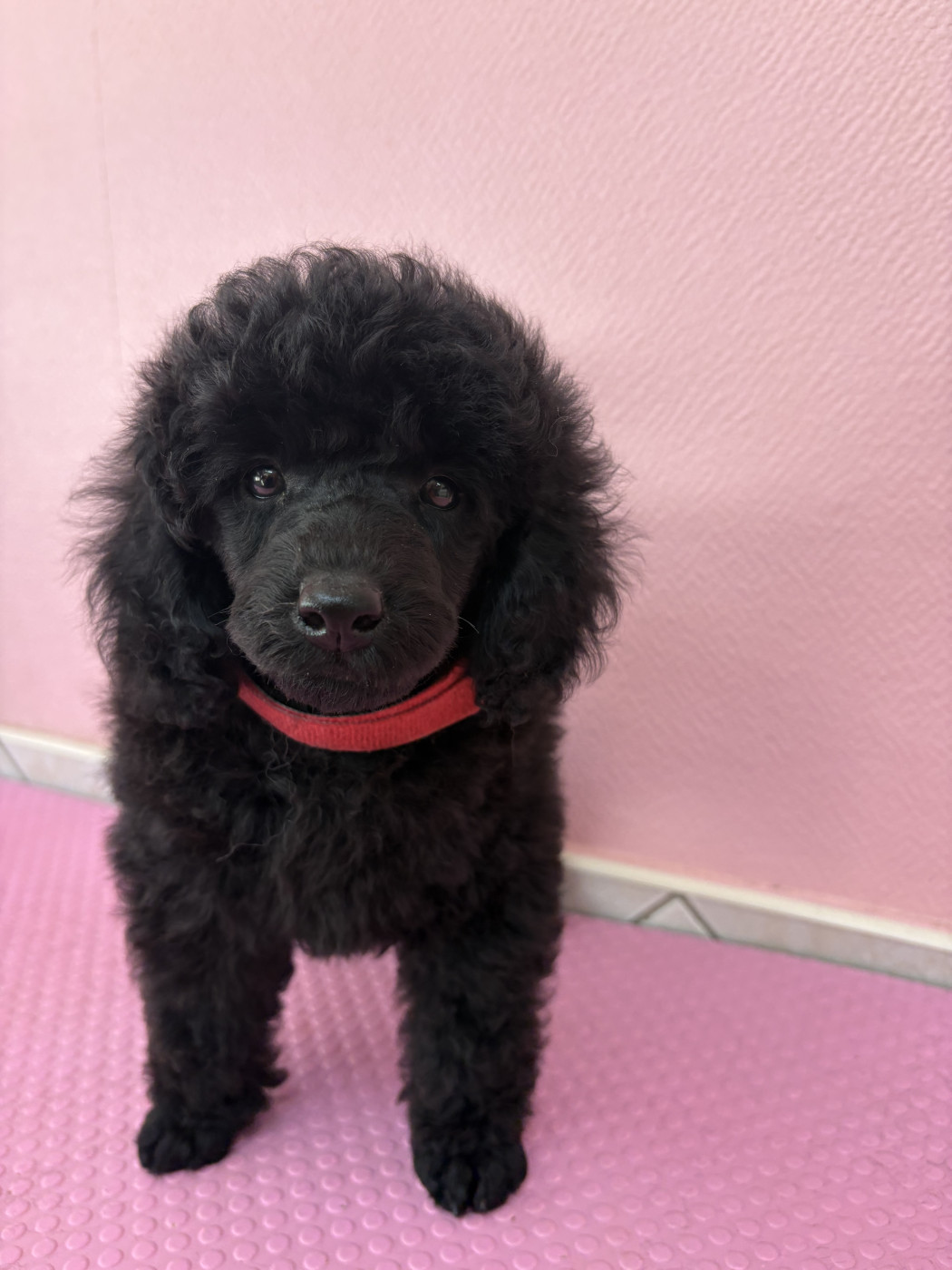 Generation top - Chiots disponibles - Caniche