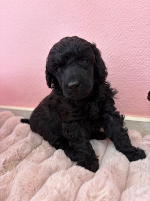 Chiot N°1