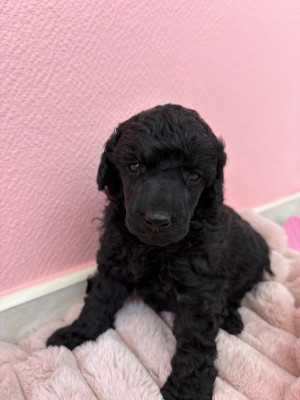 Chiot N°2