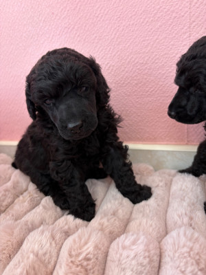 Chiot N°3