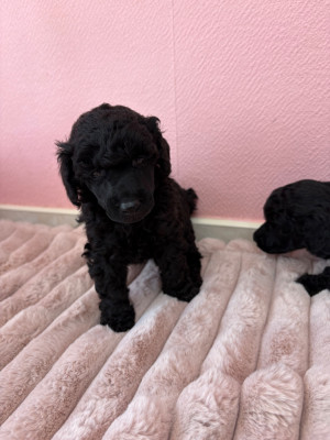 Chiot N°4